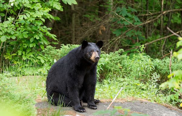 New Jersey Woman's Casual Response When Black Bear Sits Down to Hang Out is Impressive