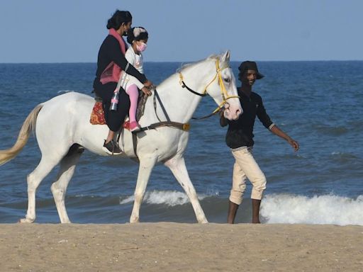 T.N. Animal Welfare Board suggests stricter protocols amid concerns over care of horses used for commercial purposes in Chennai