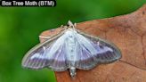 Box Tree Moth - Buggy Joe | 55KRC | Ron Wilson