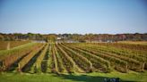 Connecticut is producing more grapes and wine, but there are environmental challenges