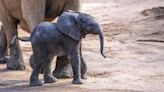 El 'elefantito' de Bioparc Valencia comienza a explorar el mundo exterior