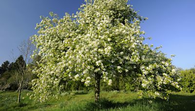 Ghosts of ‘lost’ blossom and orchards haunt street and place names, study shows