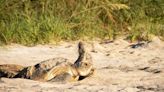 FWC urges beachgoers to protect nesting sea turtles and shorebirds