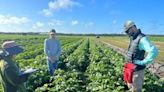 Potato breeding program launches out of UF/IFAS Hastings Agricultural Extension Center