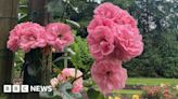 Belfast Summer Rose Fair returns for first time since pandemic
