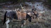 The ‘shed hunt’ is on. Towering prongs of elk antlers are the prize.