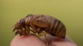 Cicadas are so noisy people call police in South Carolina