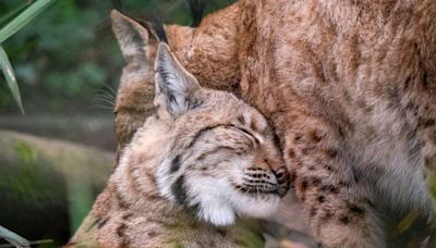 Dartmoor Zoo celebrates as runaway lynx Flaviu becomes dad to adorable new kits