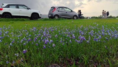 Madayipara’s deep blue flower bloom thrills tourists but faces environmental threats