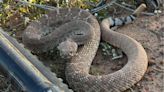 Watch: Mountain biker has close encounter with rattlesnake after crash