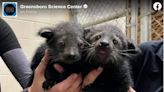 Popcorn-scented creature gives birth at NC center. Meet the newly-named ‘bearcats’