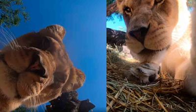 Leones curiosos graban divertida escena tras descubrir cámara oculta en el zoológico de Oregón