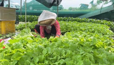 天氣不定雲林短期葉菜損壞 菜葉類漲幅逾3成