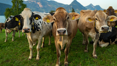 Rescue Cow Jumps for Pure Joy After Meeting New Family at Sanctuary