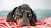 Dog Mom Pulls Dachshund Out of Daycare After Seeing Him Alone in Corner on CCTV