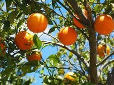 Florida’s citrus growers feeling the squeeze after latest forecast