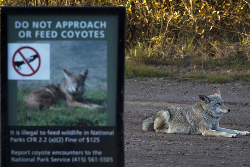 Coyote that attacked girl at San Francisco's Botanical Garden is killed