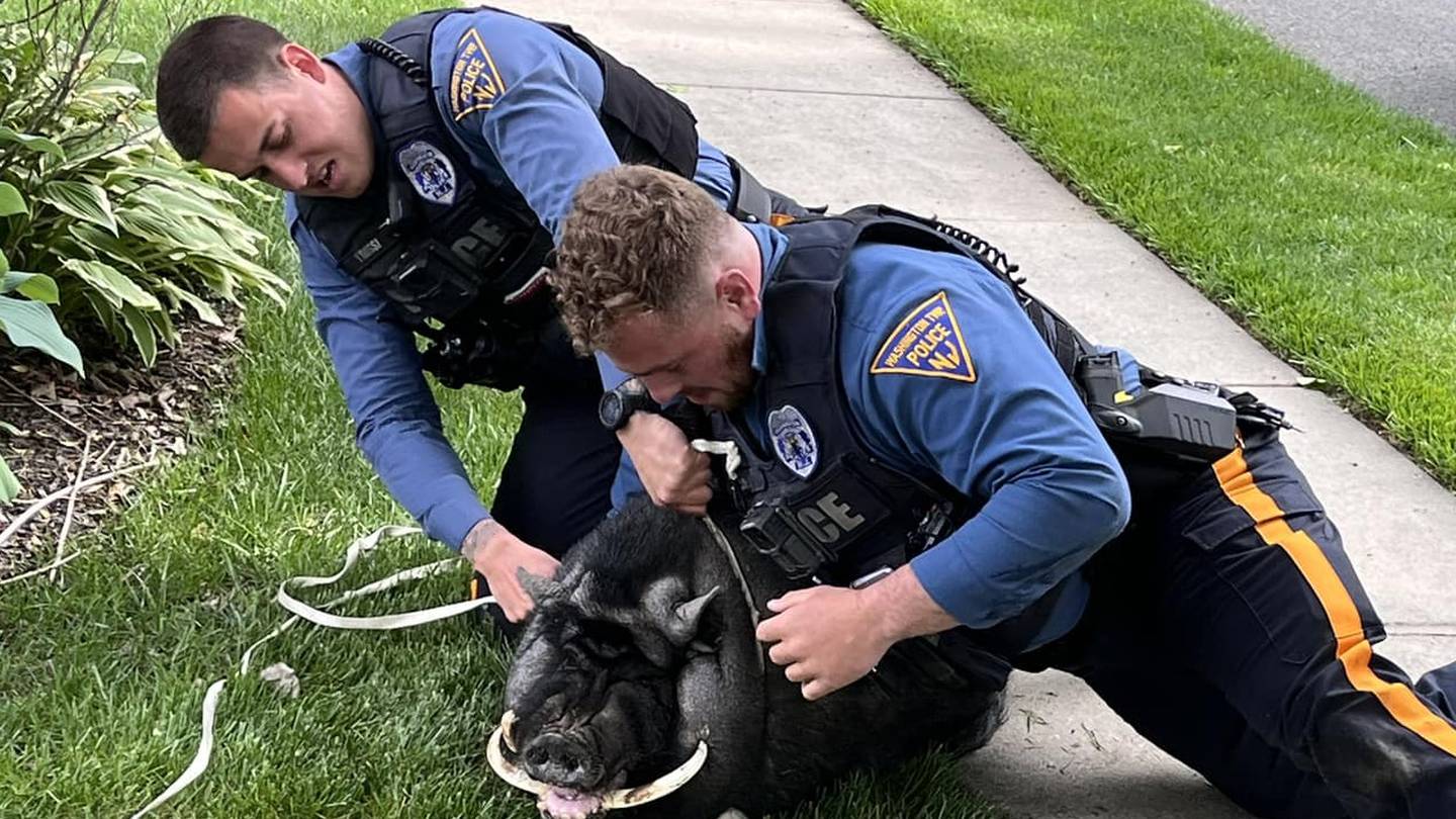 Pumba, a 200-pound pot-bellied pig who escaped from farm, captured by police