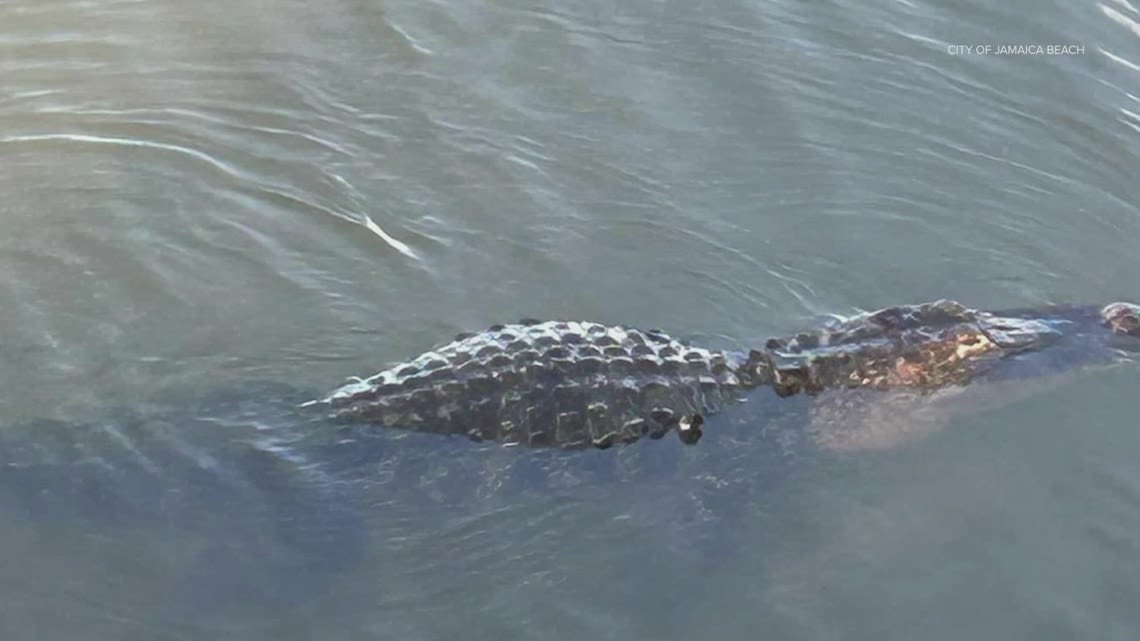 Gator spotted body surfing near Pirates Beach in Galveston