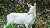 PHOTOS: Rare white deer in NE Ohio spotted with new fawn