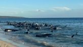 Más de 160 ballenas piloto perdieron el rumbo