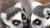 Can Duke Lemur Center primates point the way to more humane research?