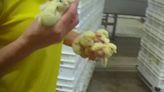 Chicks killed, crushed and trodden on at award-winning hatchery, disturbing video appears to show