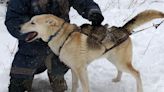 Missing sled dog spotted multiple times in Calgary but remains elusive