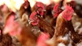 US Has Worst Bird Flu Outbreak in Two Years at Iowa Egg Farm