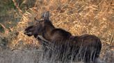 'Rutt' the Minnesota moose on loose goes viral as fans online track his journey