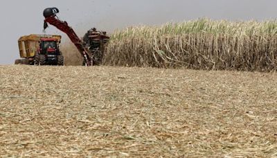 Sugar Prices Under Pressure Amid Hopes of Increased Global Production