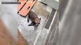 'He just hopped right in': Sea lion jumps into college rowing team's boat