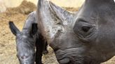 Meet the Toronto Zoo's newest baby rhino, born just in time for 2024