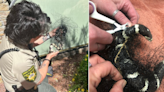 California kingsnake freed after becoming stuck in netting in Southern Utah