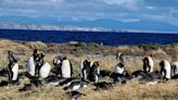 La historia de la Reserva Natural que protege al Pingüino Rey en Tierra del Fuego