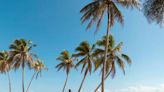 Más allá de Punta Cana: cuatro playas imperdibles del “mejor destino del Caribe”