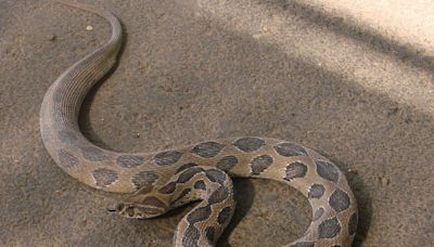 Russell’s Viper Fear Grips Bangladesh After Rise In Snake Bite Cases - News18