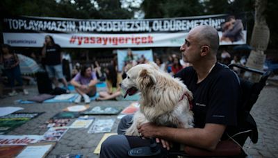 Turkey plans to regulate a large stray dog population, raising some fears about mass killings