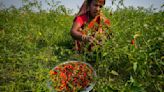 India Climate Election