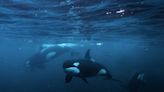 Orca attacks on boats appear to be 'leapfrogging' across oceans as a yacht is rammed by killer whale north of Scotland