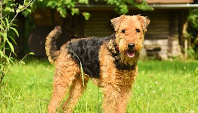 Airedale Terrier: What to know about this majestic "King of Terriers"