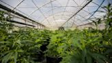 Law adds generalized anxiety to medical marijuana qualifiers; Sununu vetoes cannabis greenhouses