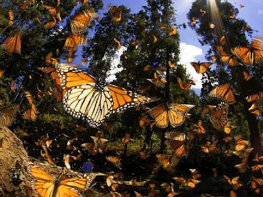 Cuándo empieza la temporada de mariposa monarca en Michoacán