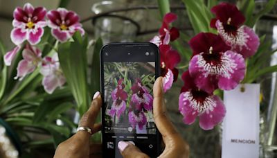 Coleccionistas de orquídeas y autos antiguos exhiben sus joyas en un castillo de Medellín