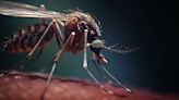 Miami enfrenta un aumento del dengue que ha estado afectando a América Latina