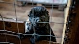 Ukrainian animal shelters find homes for pets left behind in Russia's war: 'We have to stick together'
