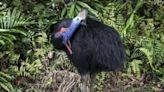 Australia’s fearsome ‘dinosaur bird’ stares down extinction | Fox 11 Tri Cities Fox 41 Yakima