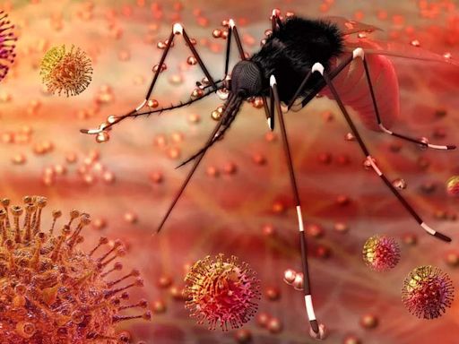 Decoding Zika virus: Symptoms, precautions, expert advice, all you need to know about Zika virus | Pune News - Times of India