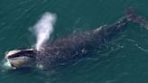 Rare North Atlantic right whale spotted off Donegal Coast