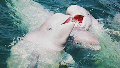 Two beluga whales escape Ukraine war, without swimming and transferred to Valencia